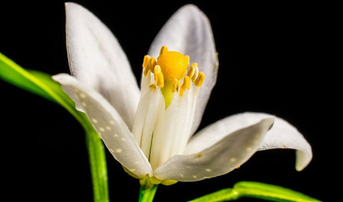 Floare de Portocal